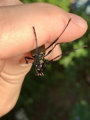Aromia moschata