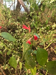 Justicia sphaerosperma