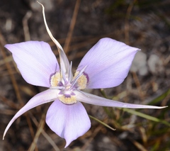 Calochortus macrocarpus macrocarpus