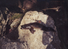 Gobiomorus dormitor