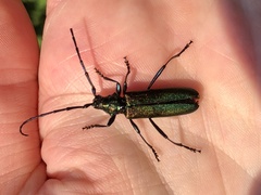 Aromia moschata