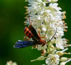 Poecilopompilus algidus