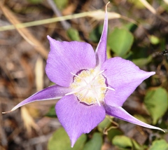 Calochortus macrocarpus macrocarpus