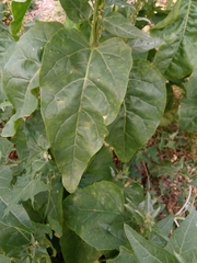 Atriplex hortensis