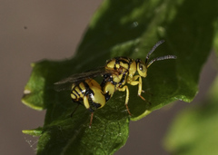 Conura amoena