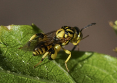 Conura amoena