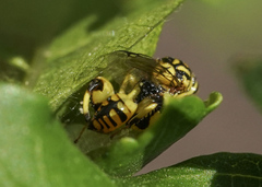 Conura amoena