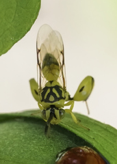 Conura amoena