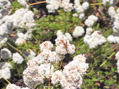 Poecilopompilus algidus