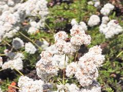 Poecilopompilus algidus