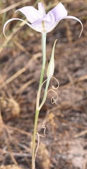 Calochortus macrocarpus macrocarpus