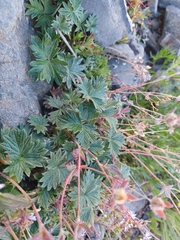 Potentilla × villosula