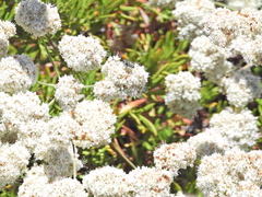 Megachile montivaga
