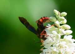 Poecilopompilus algidus