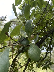 Quercus obtusata