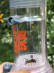 Megachile inimica