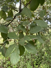 Quercus obtusata