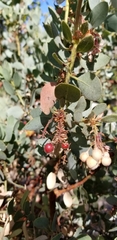 Arctostaphylos pringlei