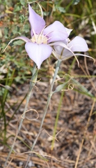 Calochortus macrocarpus macrocarpus