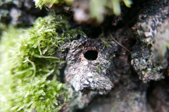 Synanthedon scoliaeformis