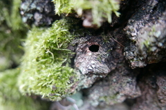 Synanthedon scoliaeformis