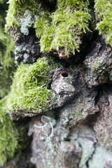 Synanthedon scoliaeformis