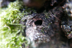 Synanthedon scoliaeformis