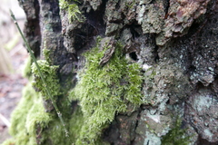 Synanthedon scoliaeformis