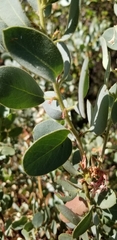 Arctostaphylos pringlei