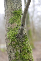 Eusphecia melanocephala