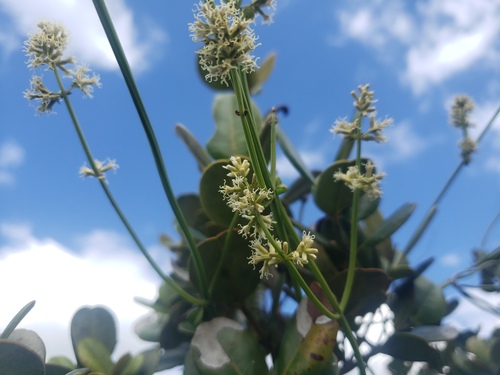 Mikania porosa