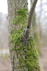 Eusphecia melanocephala