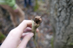 Eusphecia melanocephala