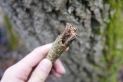 Eusphecia melanocephala