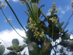 Mikania porosa