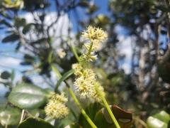 Mikania porosa