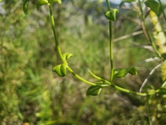 Mikania porosa