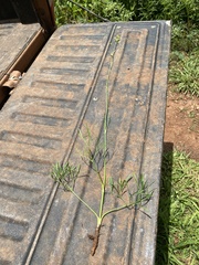 Donnellsmithia juncea