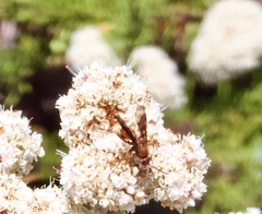 Poecilopompilus algidus