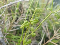 Mikania porosa