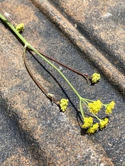Donnellsmithia juncea