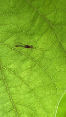 Maccaffertium modestum