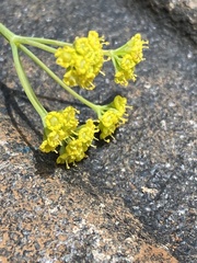 Donnellsmithia juncea