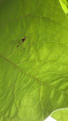 Maccaffertium modestum