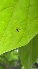 Maccaffertium modestum