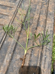Donnellsmithia juncea