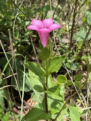 Spigelia scabrella