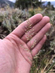 Muhlenbergia montana