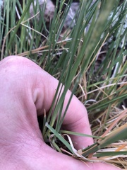 Muhlenbergia montana