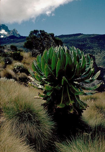 Dendrosenecio keniodendron image